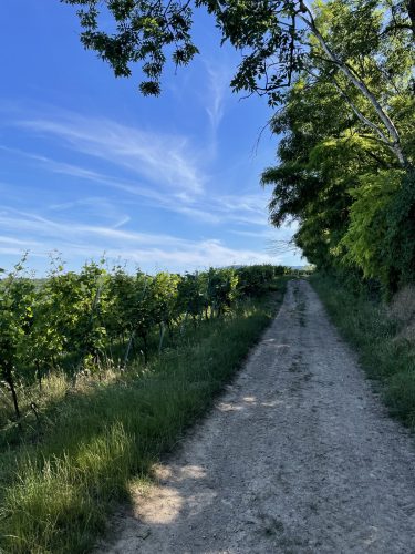 Randonnée Vignoble Dorlisheim