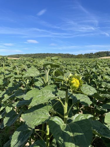 Randonnée Vignoble Dorlisheim – tournesol