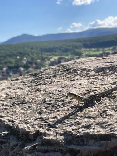 Randonnée Vignoble Dorlisheim – lézard