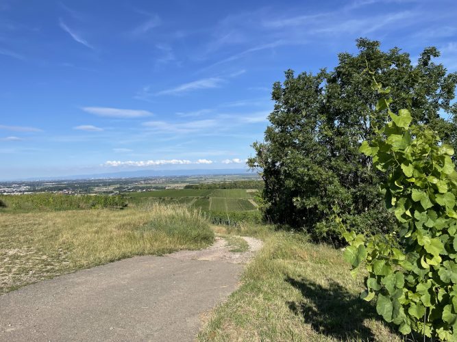 Randonnée Vignoble Dorlisheim