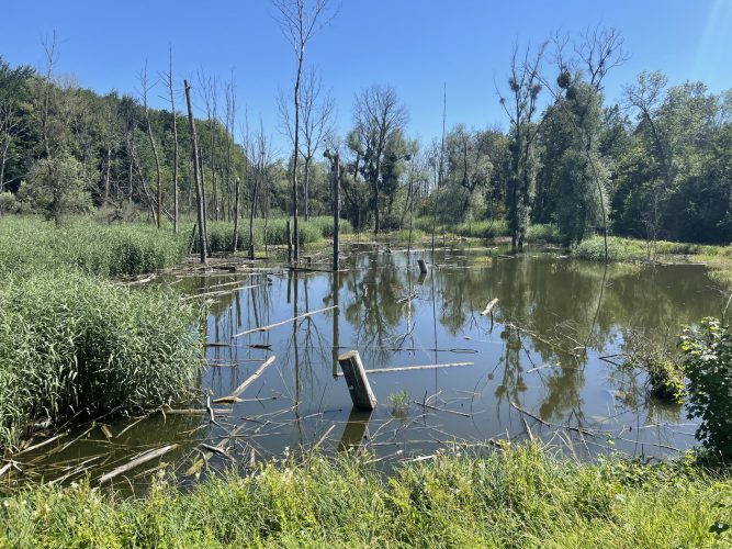 Forêt Robertsau marécage