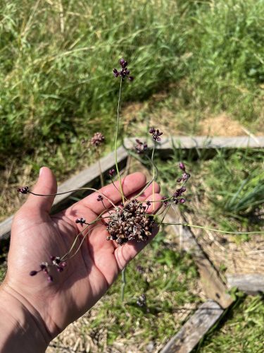 Huna restaurant gastronomique Potager jardin fermentation campagne conservation