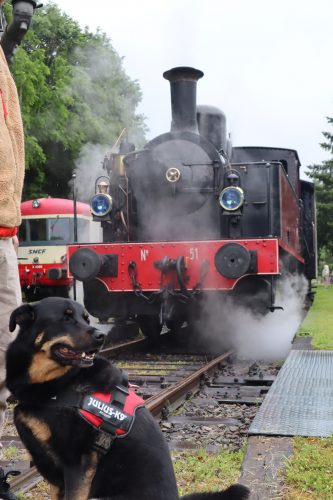 Chien et train à vapeur