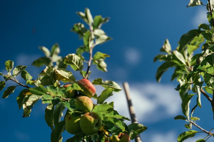 Maraicher champ ferme bio fruits et légumes