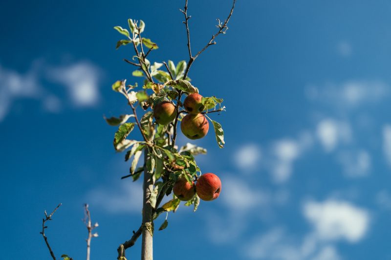 Maraicher champ ferme bio fruits et légumes