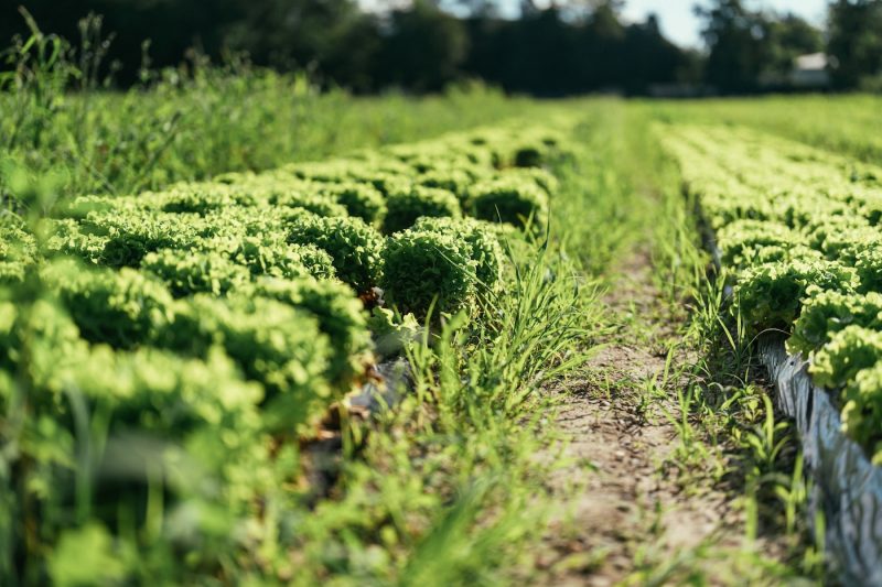 Maraicher champ ferme bio fruits et légumes