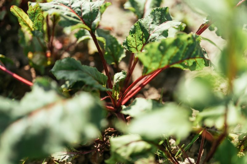 Maraicher champ ferme bio fruits et légumes