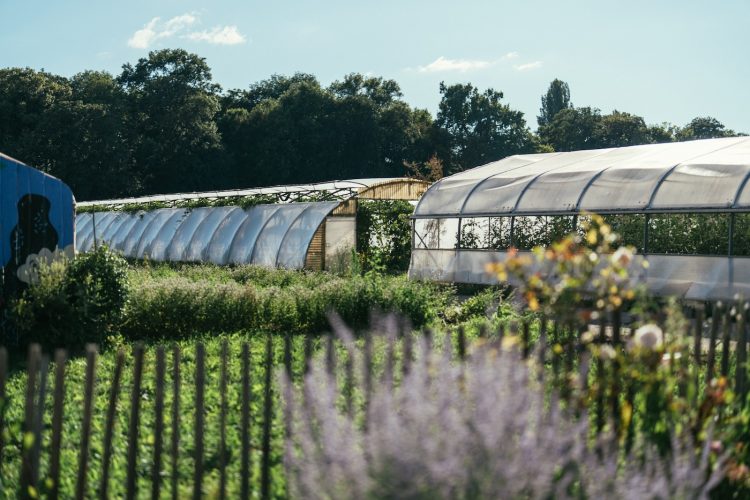 Maraicher champ ferme bio fruits et légumes