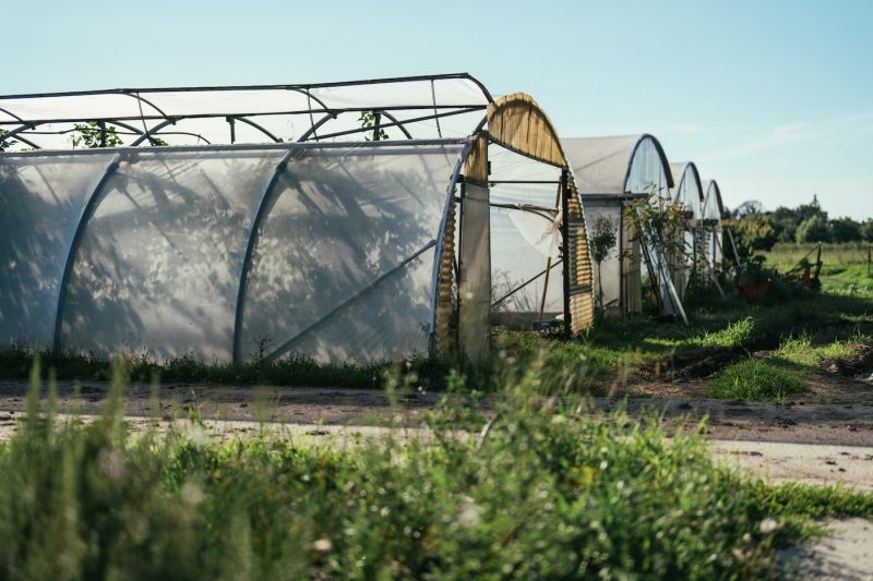 Maraicher champ ferme bio fruits et légumes