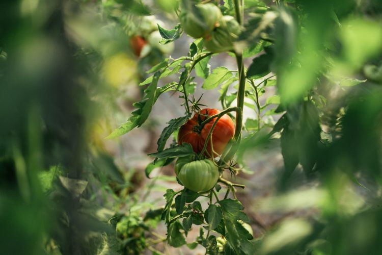 Maraicher champ ferme bio fruits et légumes