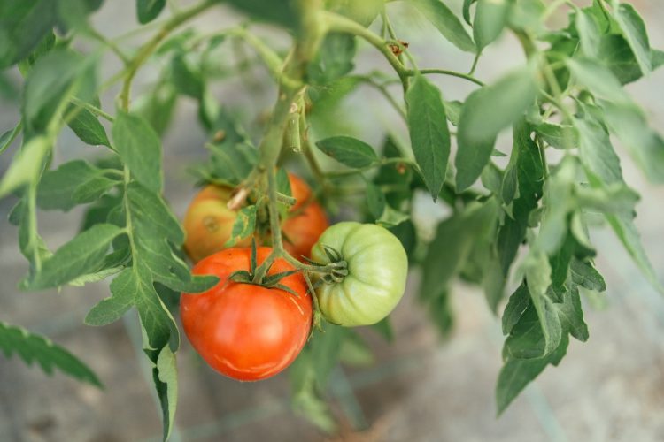 Maraicher champ ferme bio fruits et légumes