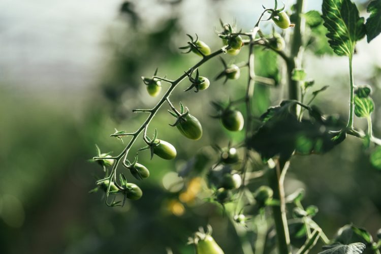 Maraicher champ ferme bio fruits et légumes