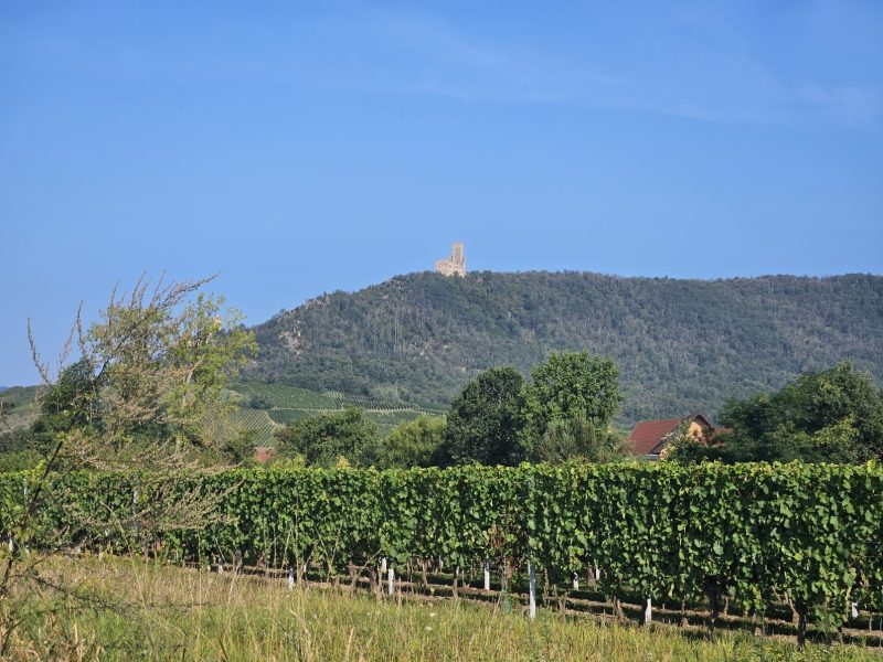 Vue sur le relief depuis Scherwiller