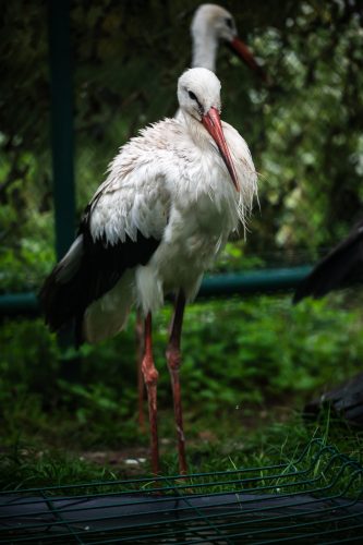 GORNA refuge faune sauvage animaux soins LPO