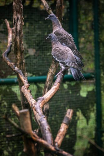 GORNA refuge faune sauvage animaux soins LPO