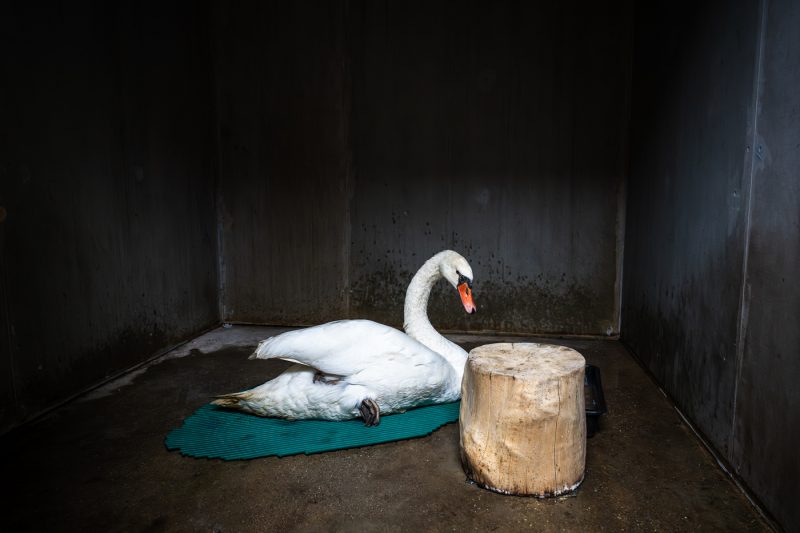 GORNA refuge faune sauvage animaux soins LPO