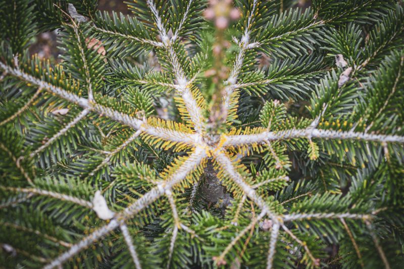 Courone de sapin de noel