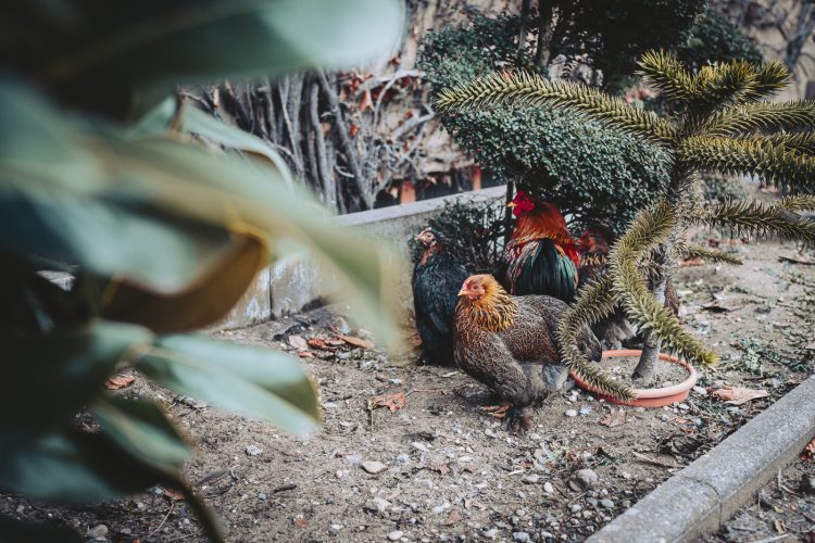 Poules à la pépinière Valentin Spieler d’Haguenau