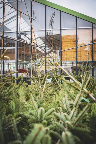 Sapins de noel à Haguenau à la pépinière Valentin Spieler