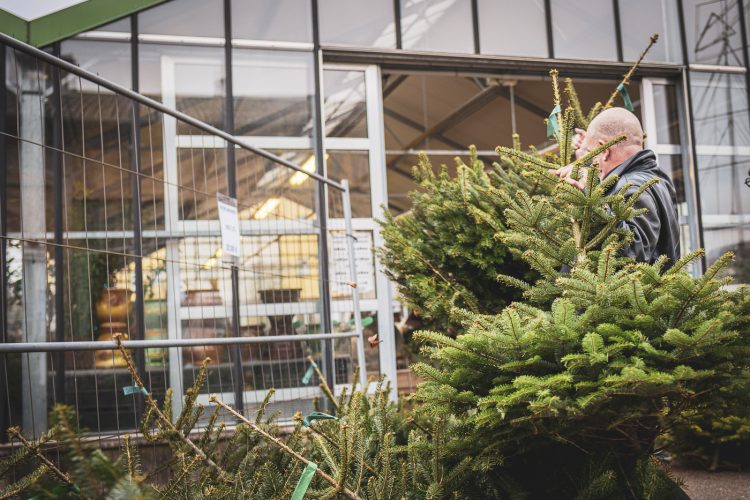 Sapins de noel à Haguenau à la pépinière Valentin Spieler