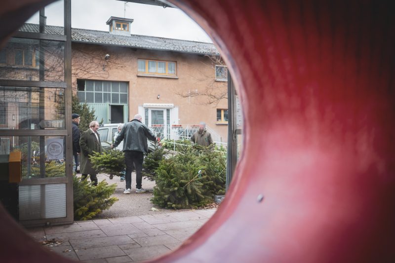 Sapins de noel à Haguenau à la pépinière Valentin Spieler