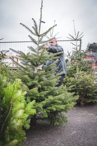 Sapins de noel à Haguenau à la pépinière Valentin Spieler