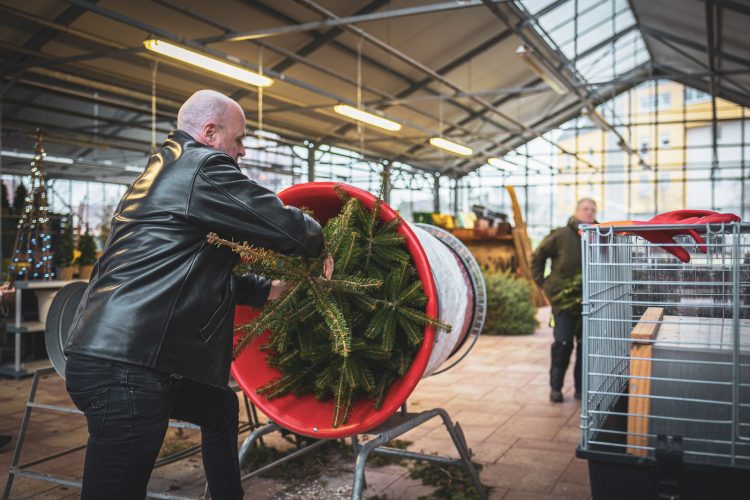 Sapins de noel à Haguenau à la pépinière Valentin Spieler