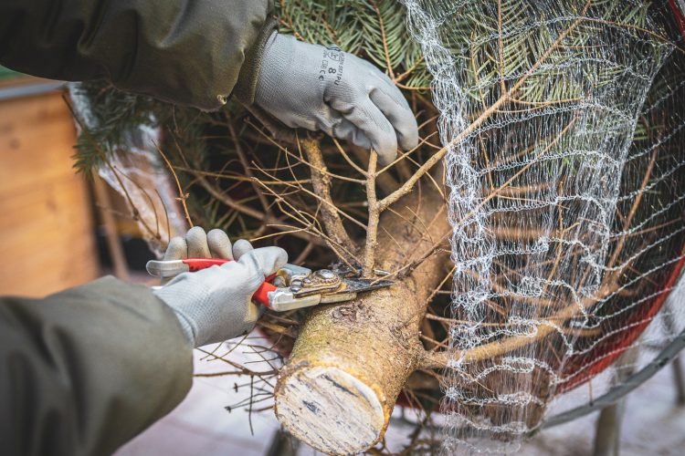 Coupe de branchage de sapins de noel à Haguenau à la pépinière Valentin Spieler