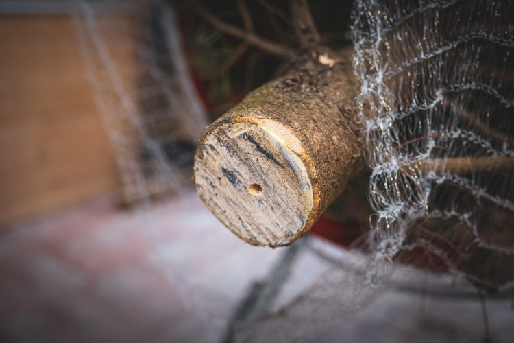 Coupe de sapins de noel à Haguenau à la pépinière Valentin Spieler