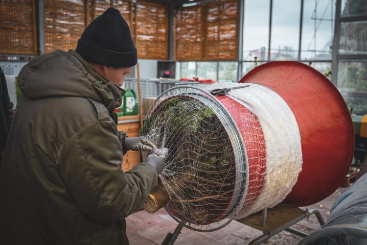 Sapin de noel à la pépinière de Valentin Spieler à Haguenau