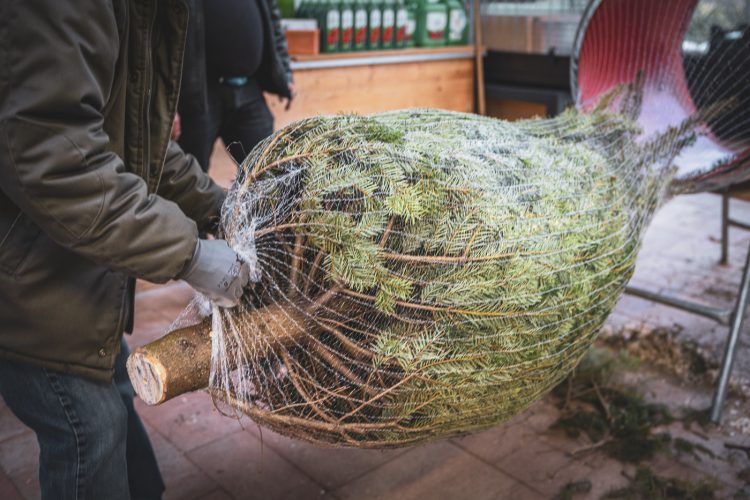 Sapin de noel à la pépinière de Valentin Spieler à Haguenau