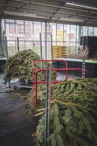 Branche de sapin de noel à la pépinière de Valentin Spieler à Haguenau