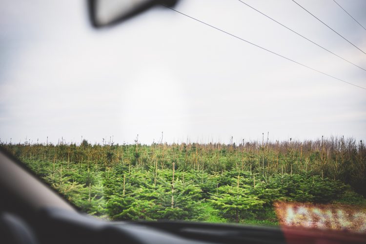 Pépinière de sapins de noel Valentin Spieler