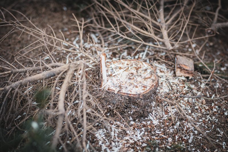 Coupe de sapins de noel à la pépinière Valentin Spieler d’Haguenau