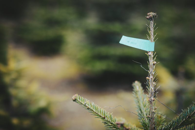 Sapins de noel en terre à la pépinière de Valentin Spieler à Haguenau