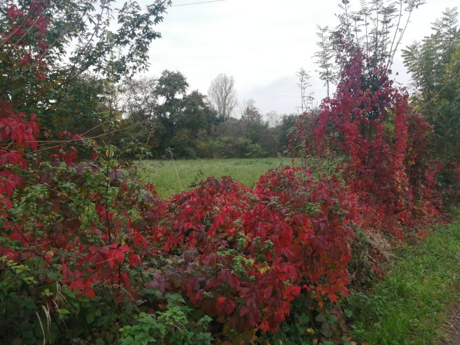 Canal_Bruche_Automne_3