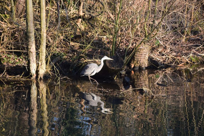 Canal_Bruche_Héron
