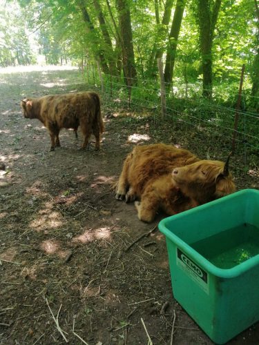 Canal_Bruche_Vaches