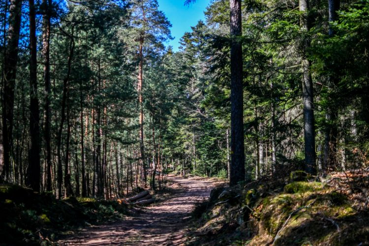 randonnee_grand_wintersberg-10