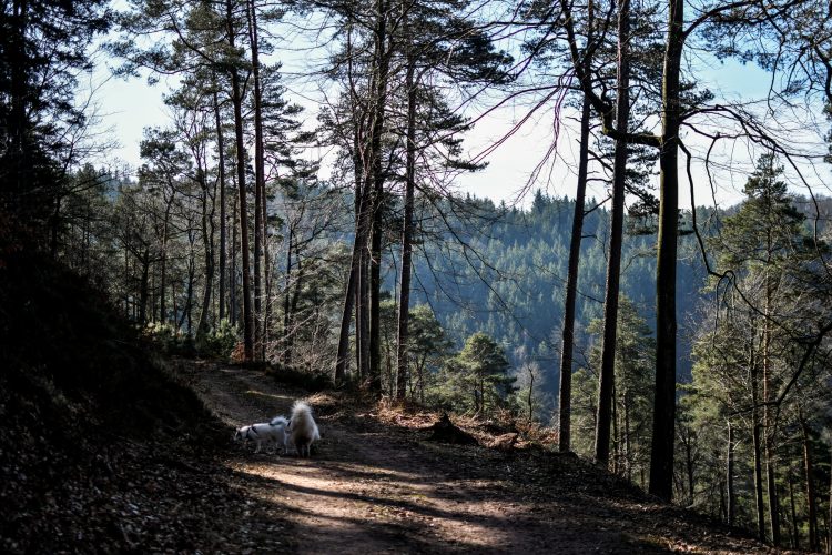 randonnee_grand_wintersberg-13