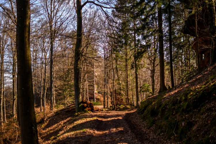 randonnee_grand_wintersberg-8