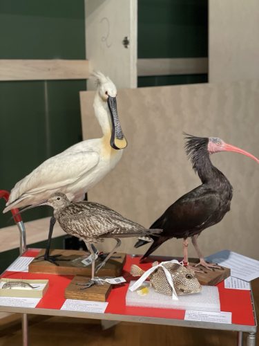 musée zoologique
