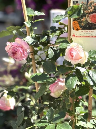 fleurs plantes aromatiques semis mr bricolageIMG_1892