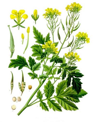 Alélor moutarde alsace alimentation