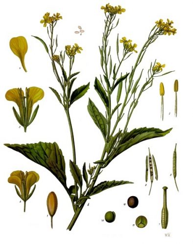 Alélor moutarde alsace alimentation