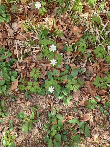 Anémone sylvestre champ du feu