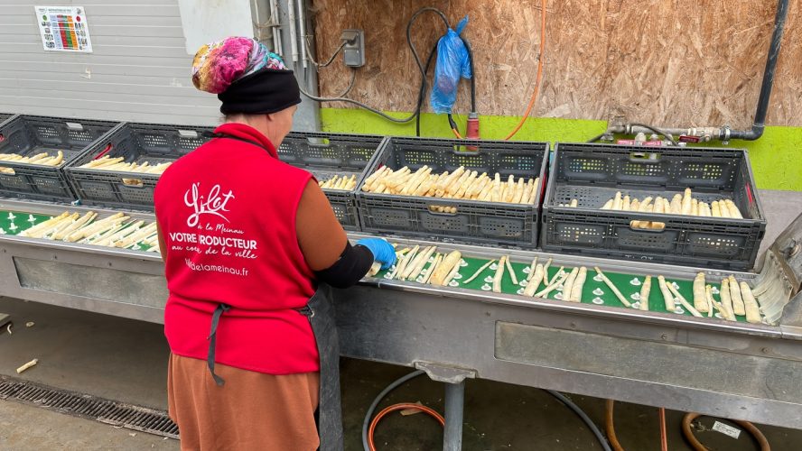 asperge