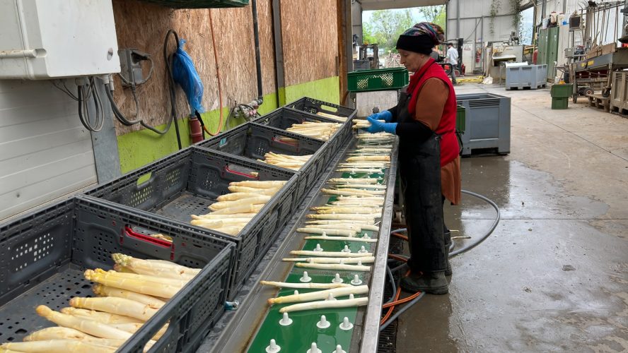 asperge