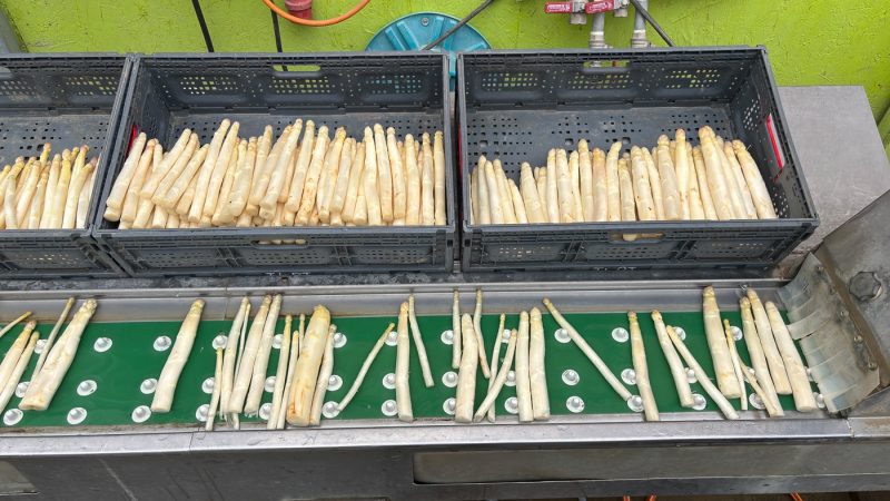 asperge
