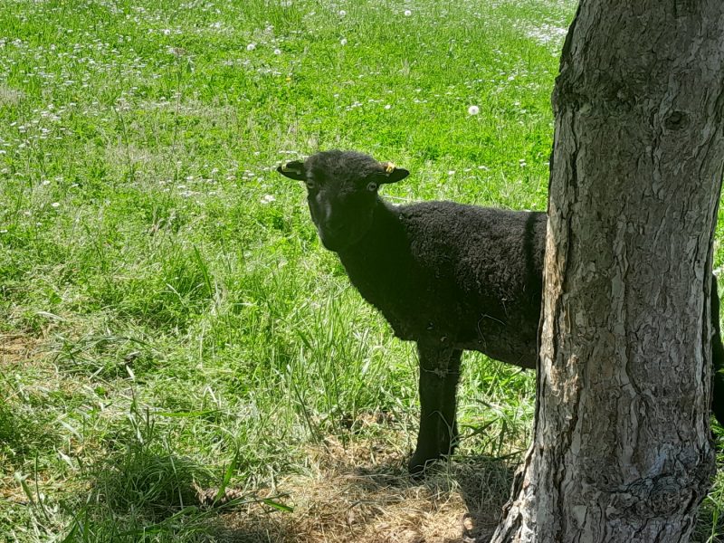Mouton ouessant campus mulhouse
